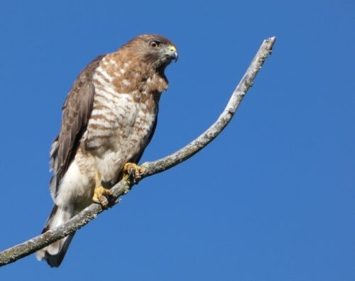 An image of a Broad-winged Hawk.