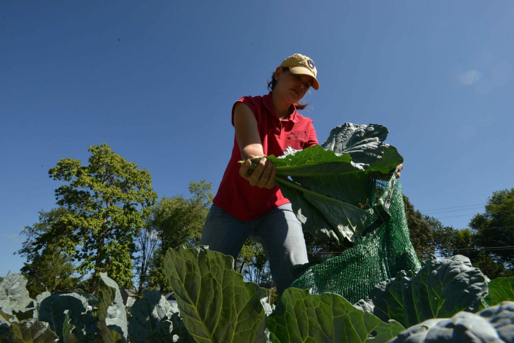 An image of a person harvesting collard greens.