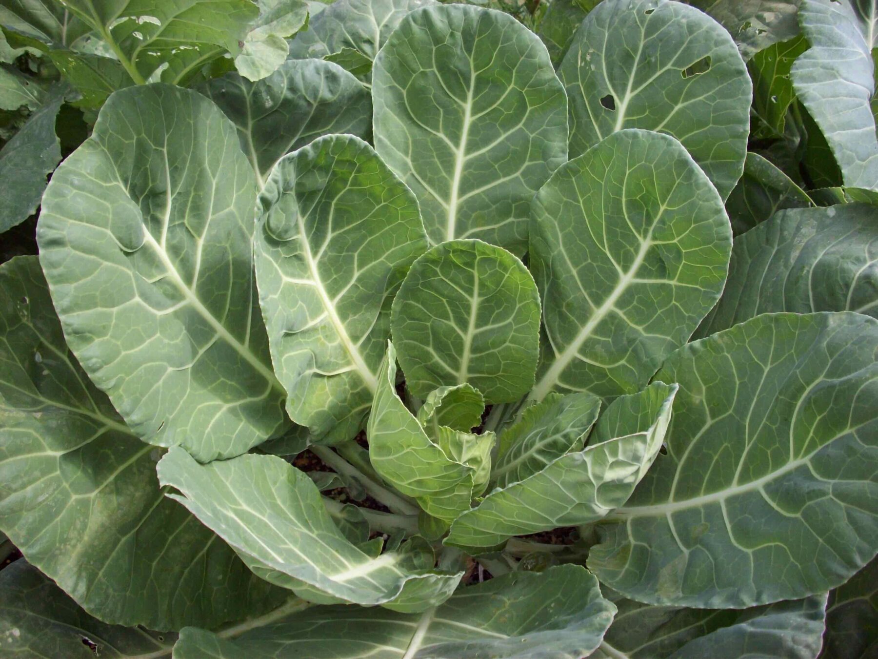 An image of uncooked collard greens.